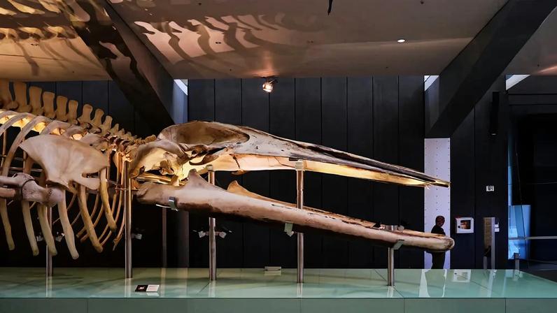 Imagem de um enorme esqueleto de baleia azul exposto num museu.