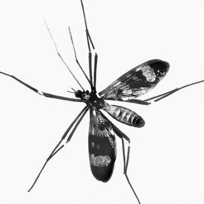 Por que os mosquitos são importantes e não devemos erradicá-los