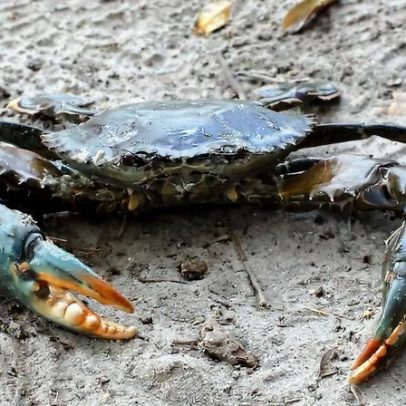 Mulheres de Jomvu Creek ajudam a restaurar costa com criação de carangueiros