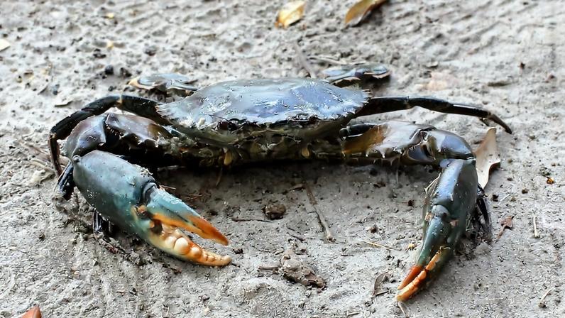Mulheres de Jomvu Creek ajudam a restaurar costa com criação de carangueiros