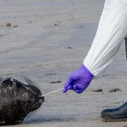 Gripe aviária atinge focas-elefante no norte da Califórnia; área em quarentena