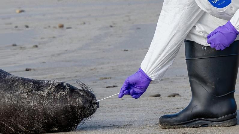Gripe aviária atinge focas-elefante no norte da Califórnia; área em quarentena