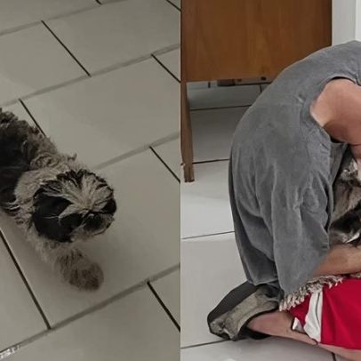 Disputa pelo cachorro perdido é decidida após reação do animal ao ver o tutor