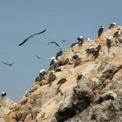 Como fezes de aves marinhas deram suporte a civilizações antigas no Peru