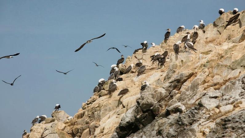 Como fezes de aves marinhas deram suporte a civilizações antigas no Peru