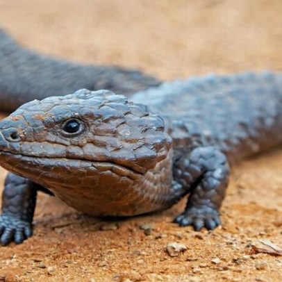 Austrália aplica pena de prisão recorde a contrabandista de répteis