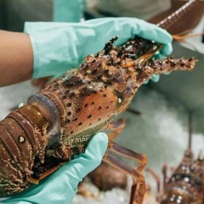 Lagosta fora do cardápio por três meses: entenda o motivo