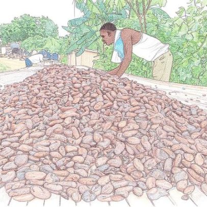 Costa do Marfim avalia seguir Gana com queda no preço de cacau na porta da fazenda