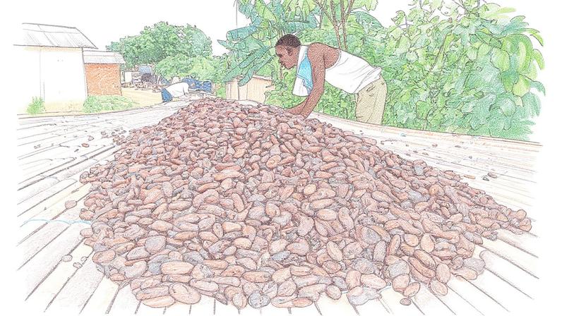 Costa do Marfim avalia seguir Gana com queda no preço de cacau na porta da fazenda