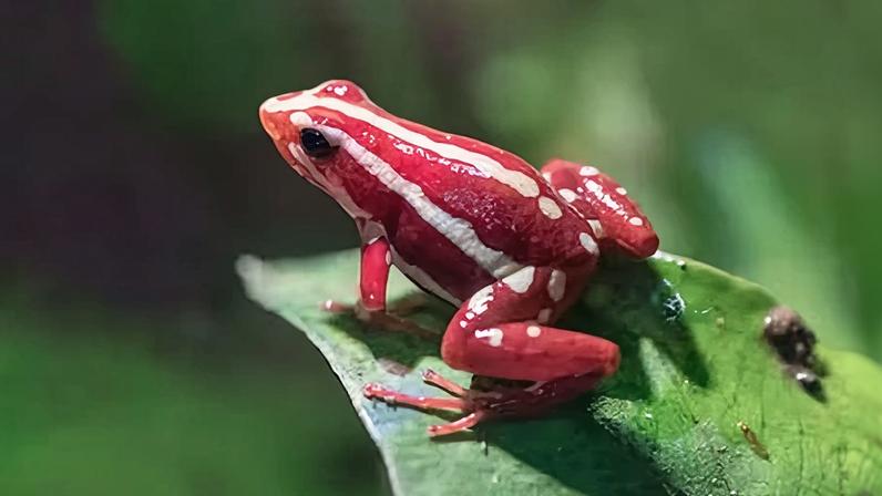 Como a toxina da rã-dardo atua no sistema nervoso e mata com dose mínima