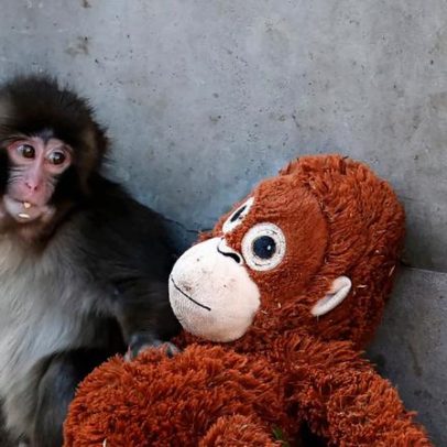 Macacinho abandonado encontra conforto em pelúcia de orangotango e encanta visitantes