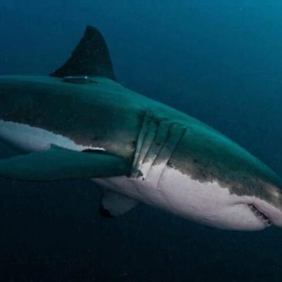 Proteção insuficiente para tubarões e raias no Oceano Índico, aponta estudo