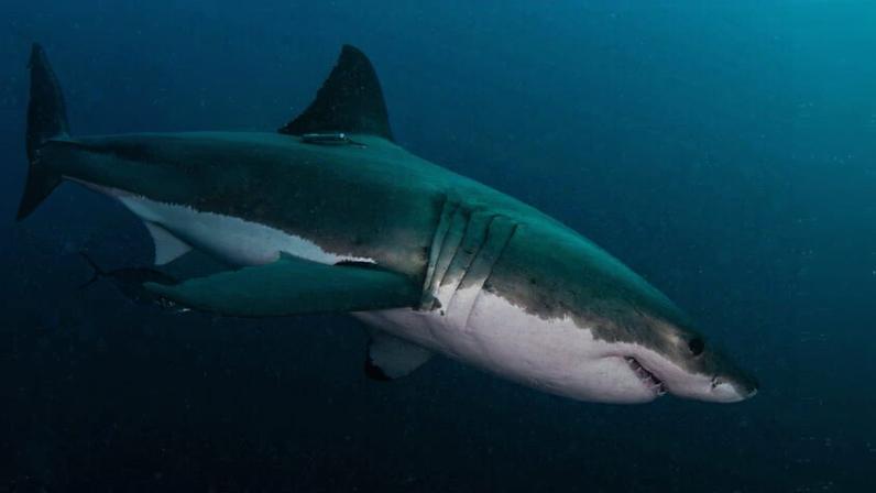 Proteção insuficiente para tubarões e raias no Oceano Índico, aponta estudo