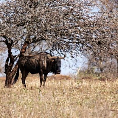 Após enchentes, Kruger National Park agiliza reparos