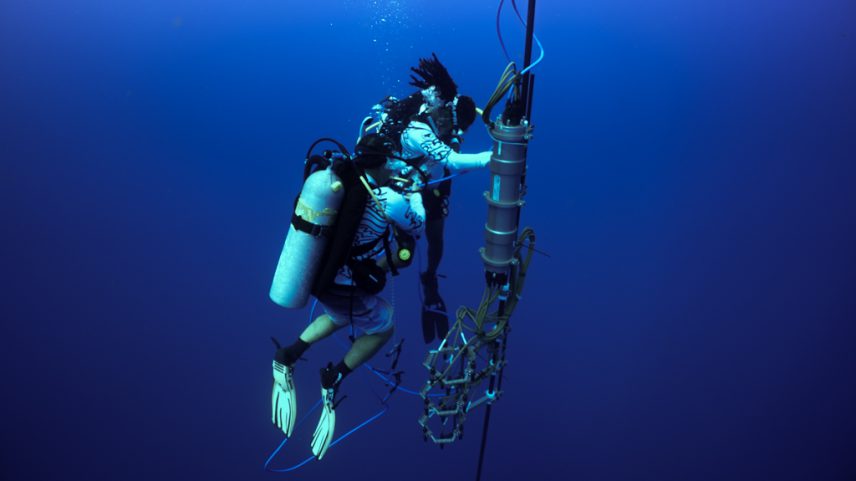 Especialistas pedem regras éticas à IA em pesquisa de comunicação animal