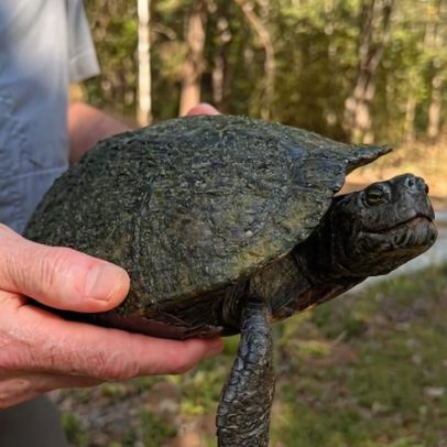 O último refúgio de tartarugas à beira da extinção