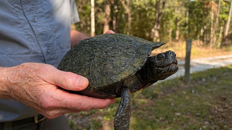 O último refúgio de tartarugas à beira da extinção