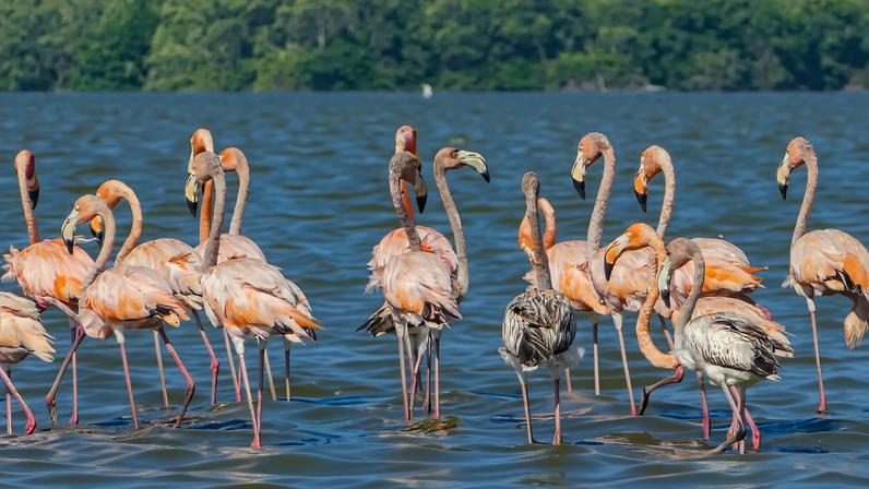 Novo acordo de terras controverso no Suriname ameaça a Amazônia