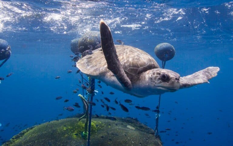 Dispositivos de pesca de atum abandonados poluem a Reserva Marinha das Galápagos