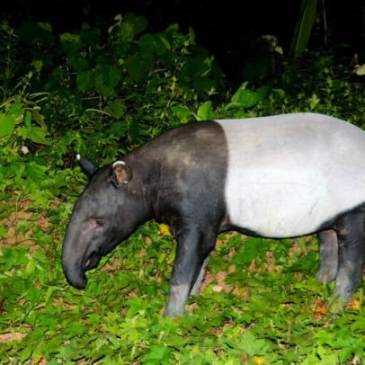 Fotos antigas de armadilhas revelam novos aspectos sobre tapirs asiáticos