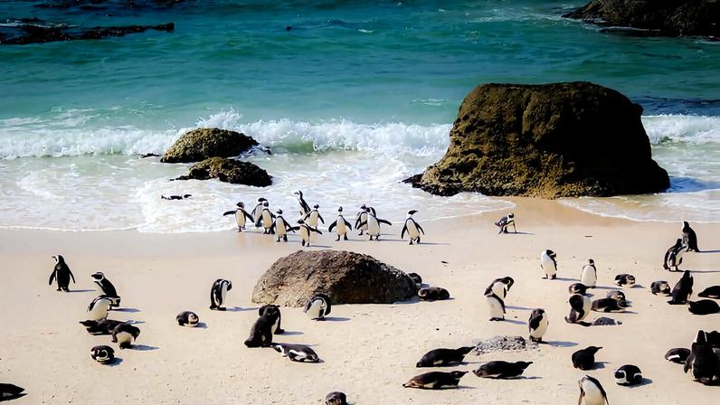 Óleo não identificado aparece em praias da África do Sul