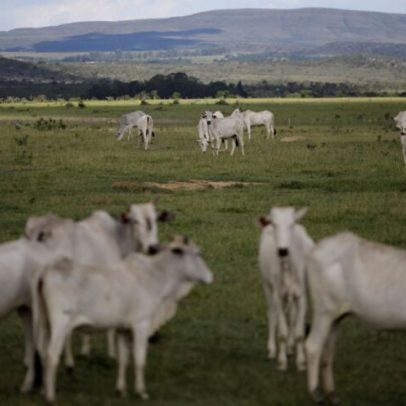 MBRF atinge rastreamento de 100% na cadeia de bovinos
