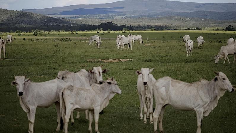 Criação de gado em Alto Paraíso (GO)