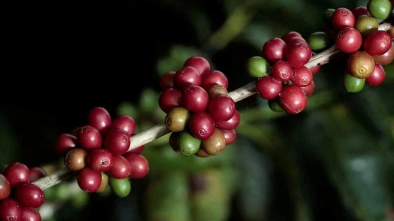 Frutos do café em plena maturação na planta