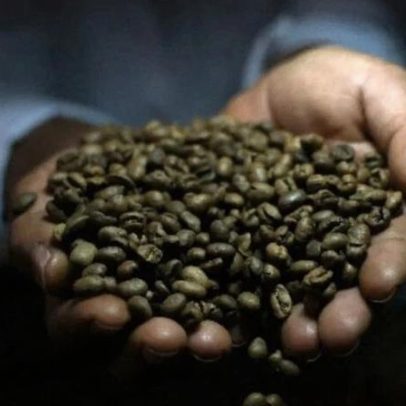 Conab lança plataforma para rastrear sustentabilidade do café