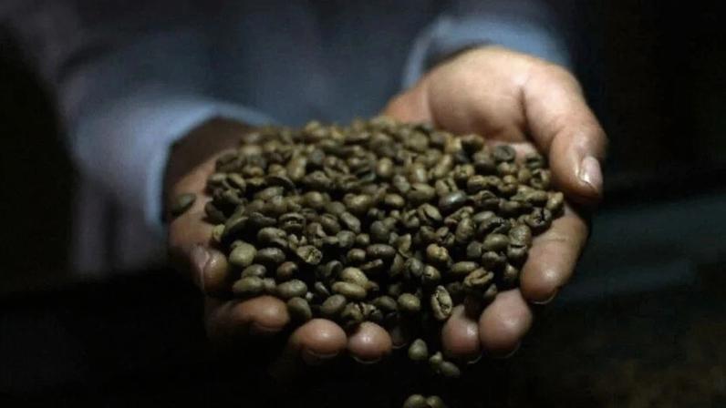 Grãos de café torrado