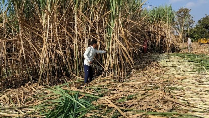 OIA reduz previsão de excedente global de açúcar para 2025/26