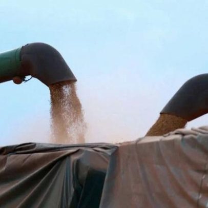 Soja no Paraná atinge 37% da área e mantém atraso em relação ao ciclo anterior