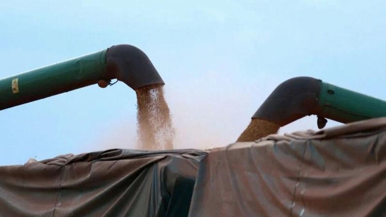 Soja no Paraná atinge 37% da área e mantém atraso em relação ao ciclo anterior