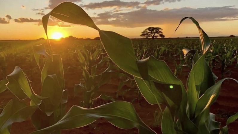 Pôr do sol em área de cultivo de milho