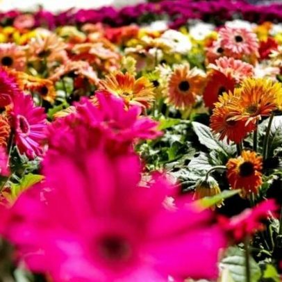 Logística redefine a competitividade do agro brasileiro