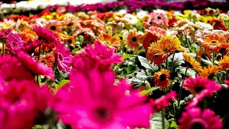 Vista de flores em Holambra (SP)