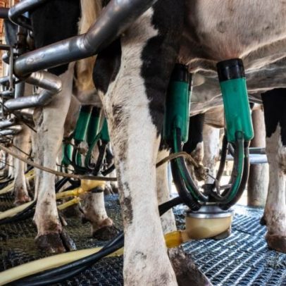 Leite em 2026 sob pressão de oferta e produção recorde de 38 bi litros