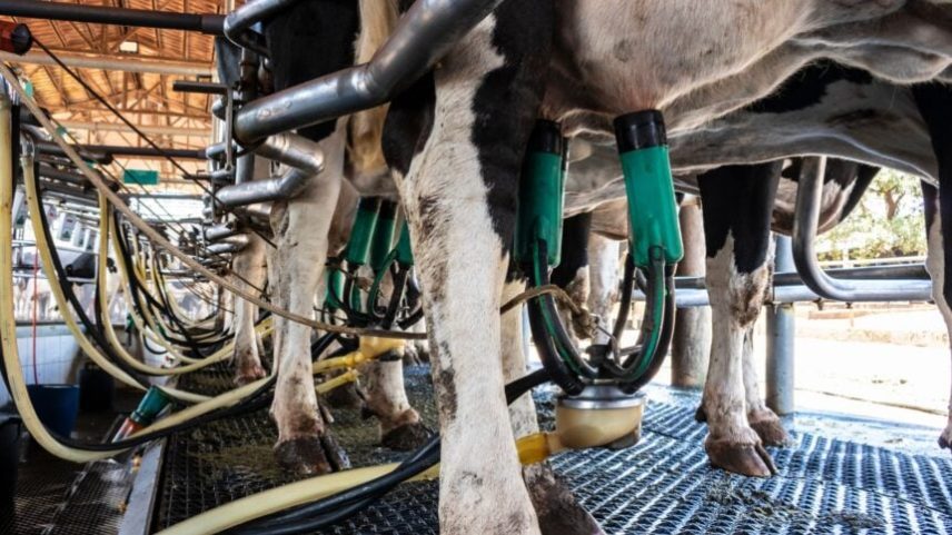 Leite em 2026 sob pressão de oferta e produção recorde de 38 bi litros