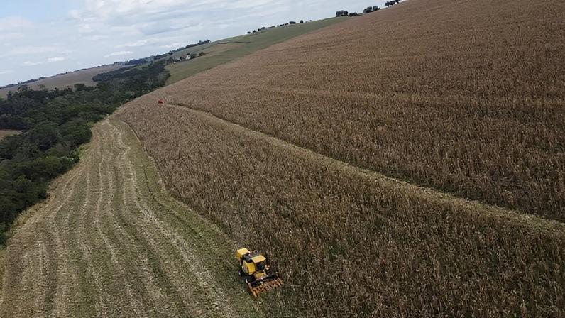 Reputação do USDA cai após revisões na área de milho nos EUA