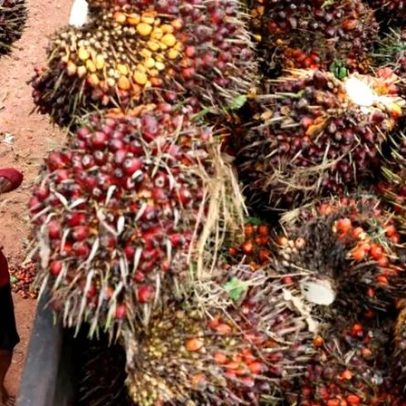 Indonésia registra alta de 9% nas exportações de óleo de palma