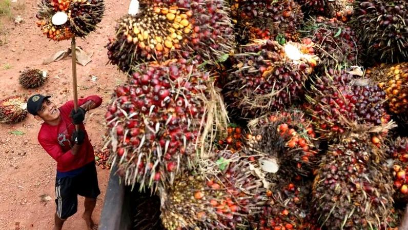 Frutos da palma na Indonésia