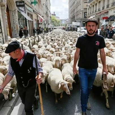 França amplia cota de abate de lobos para proteger rebanhos