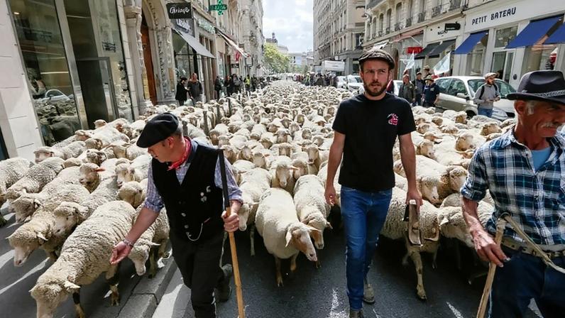 França amplia cota de abate de lobos para proteger rebanhos
