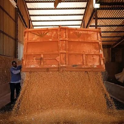 Previsão de exportação de soja do Brasil cai em fevereiro