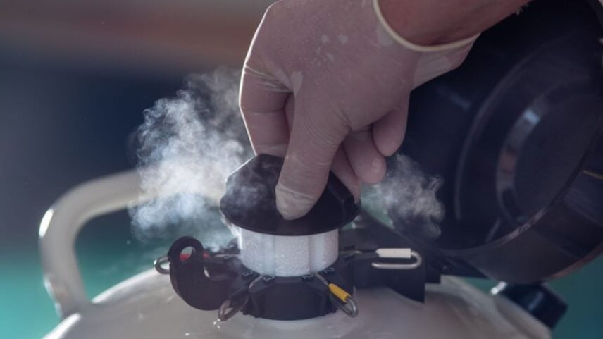 Mercado de inseminação artificial bovina cresce 15% em 2025