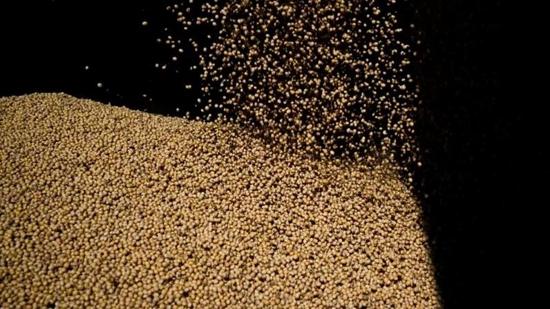 Chuvas aliviam parcialmente a produção de soja no Rio Grande do Sul