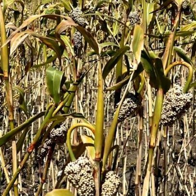 Brasil retoma exportação de sorgo para a China após dez anos
