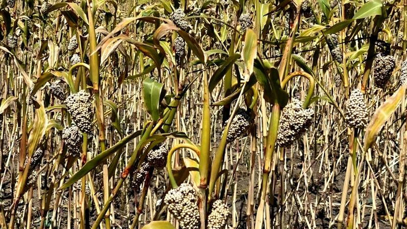 Brasil retoma exportação de sorgo para a China após dez anos