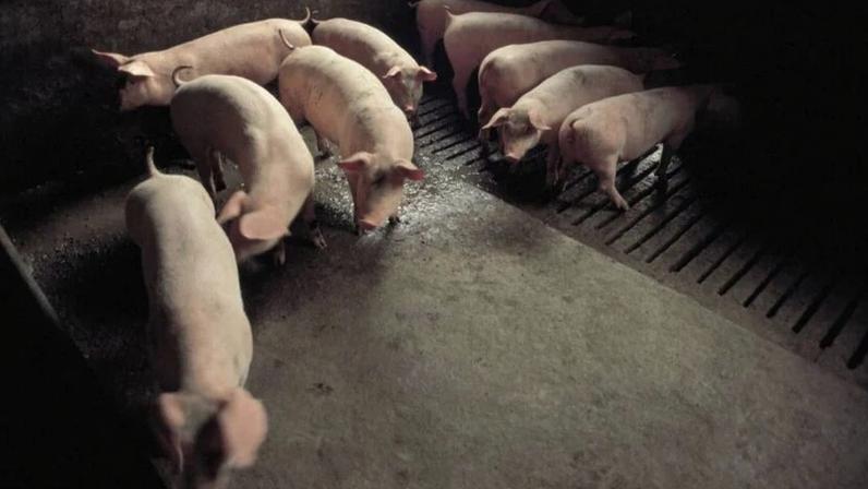 Granja de suínos na província de Tarragona, em Catalunha, na Espanha