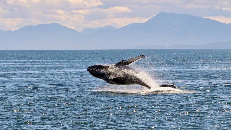 A humpback whale breaching in Alaskan waters.
